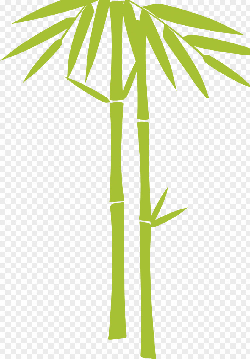 Bamboo Bamboe Illustration PNG