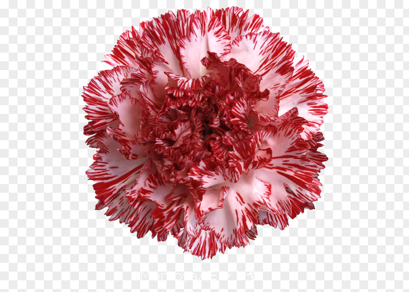 CARNATION Carnation Cut Flowers Green Plant PNG