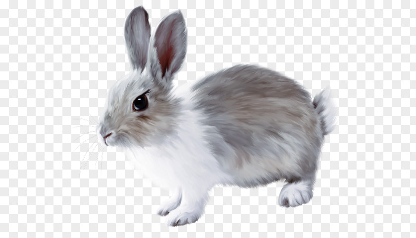 Cute Little Bunny Painted Gray French Lop Easter European Rabbit PNG