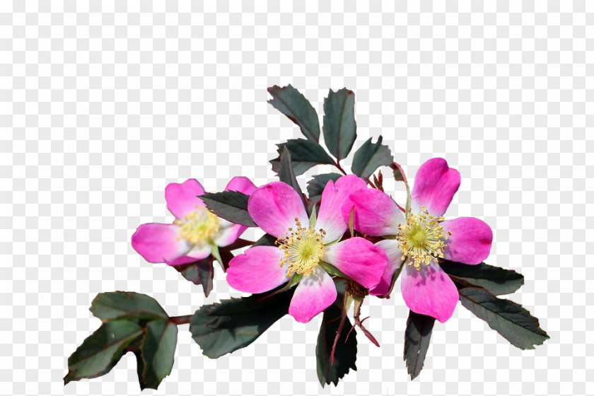 Flower Sticker PNG