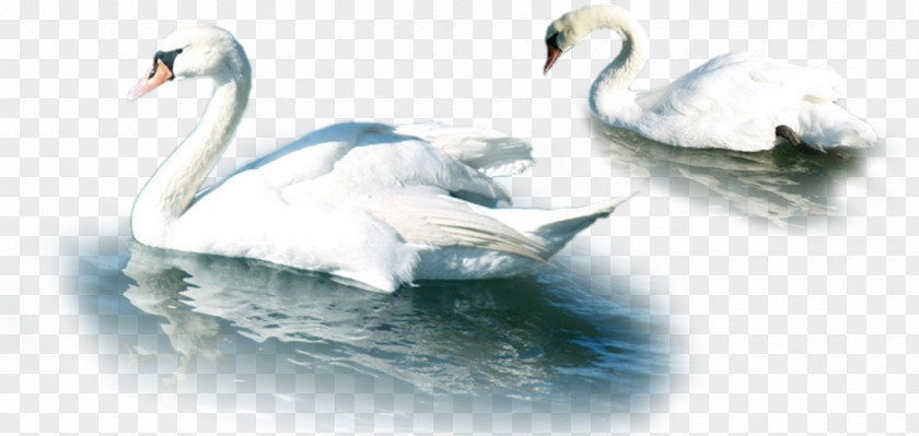 Lake White Swan Material Mute Download PNG