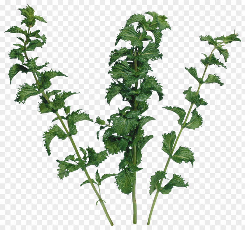 Mint Herb Nettles Leaf Vegetable Parsley Clip Art PNG