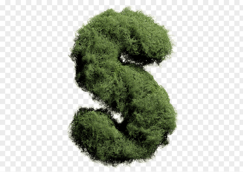 Moss Font Family Non-vascular Plant PNG
