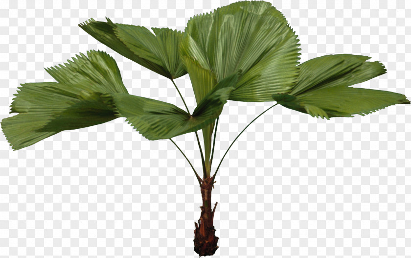 Watercolor Tree Leaf Plant PNG