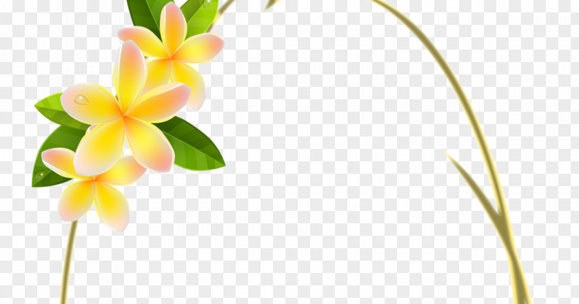 Flower Floral Design Picture Frames PNG