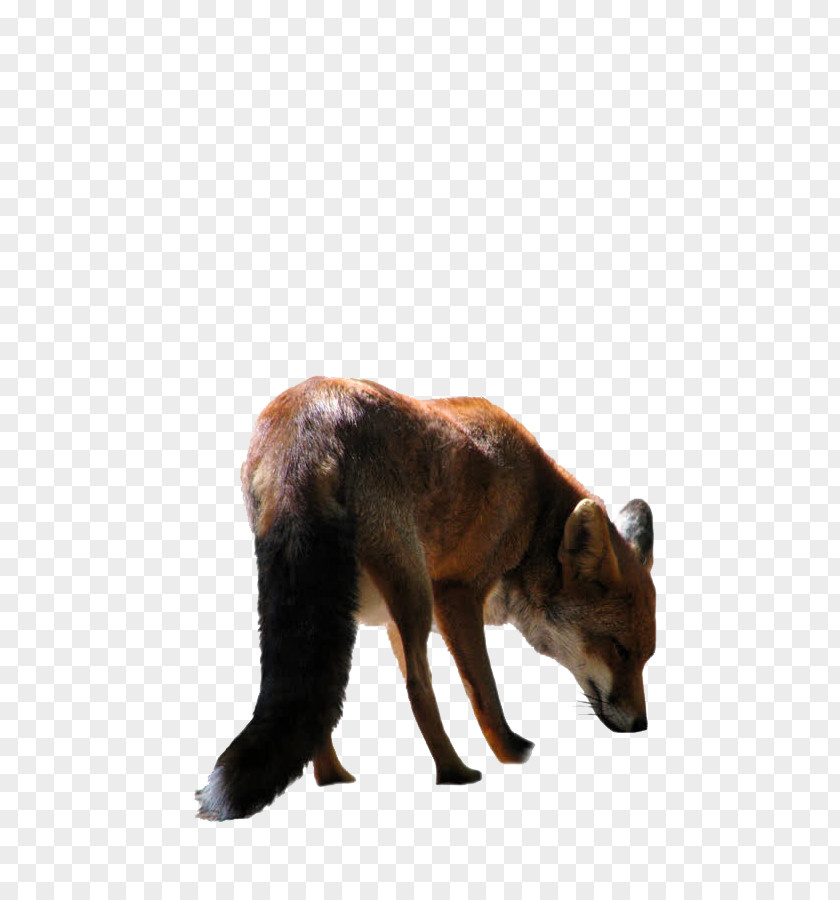 Fox Clip Art PNG