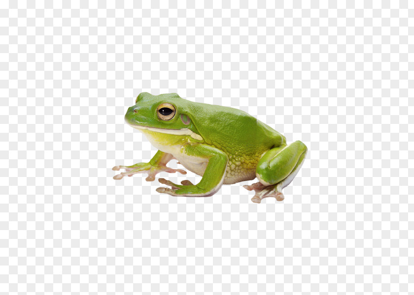 Frog Amphibian Tadpole PNG