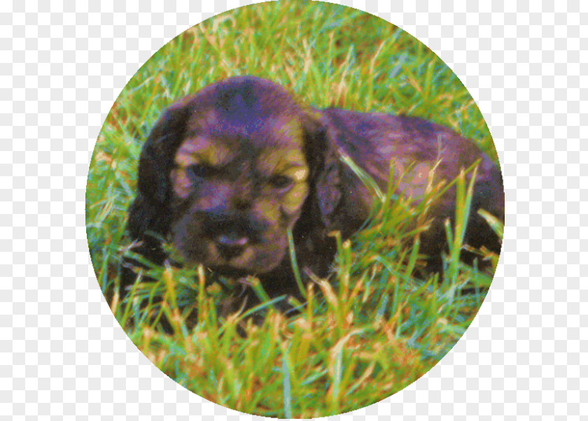 Puppy Boykin Spaniel Sussex Field Irish Setter PNG