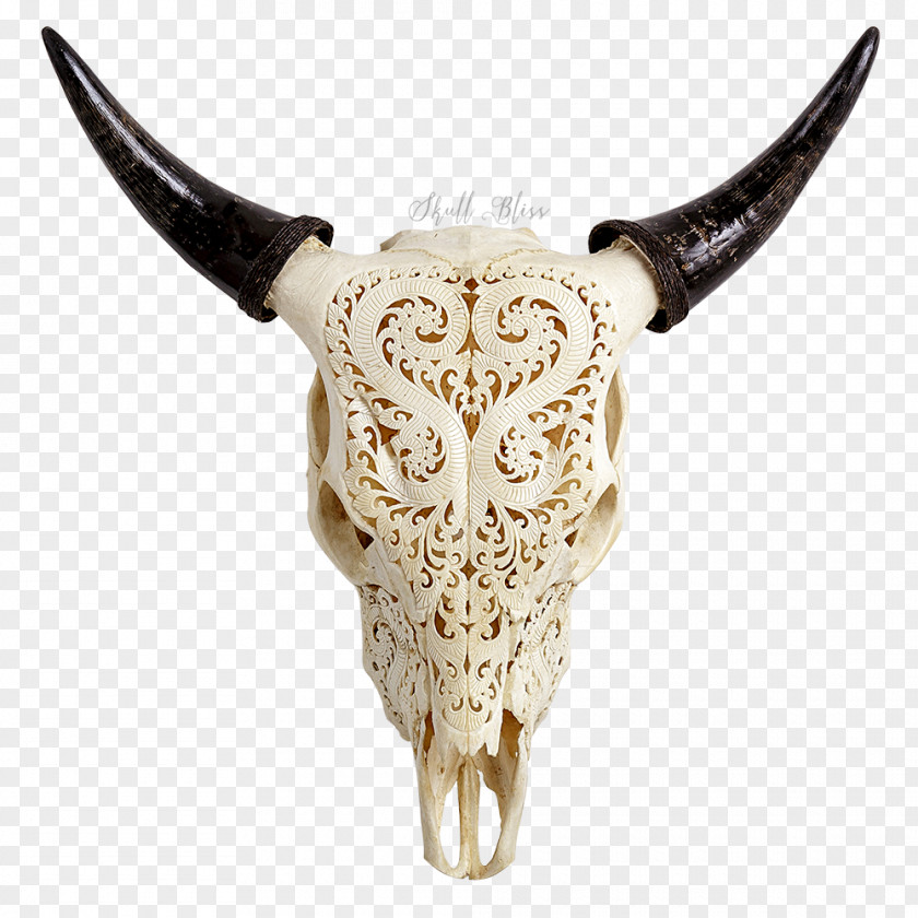 Skull Texas Longhorn Jersey Cattle Bull PNG