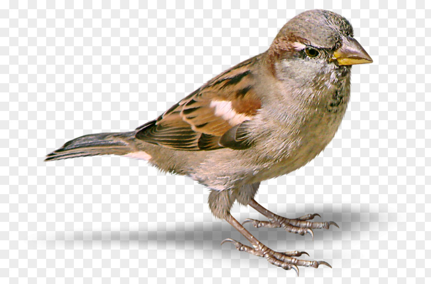 Sparrow House Clip Art PNG