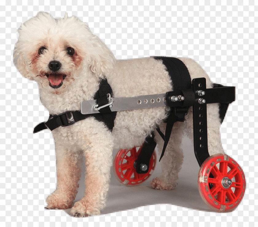 Wheelchair Schnoodle Puppy Dog Breed Companion PNG