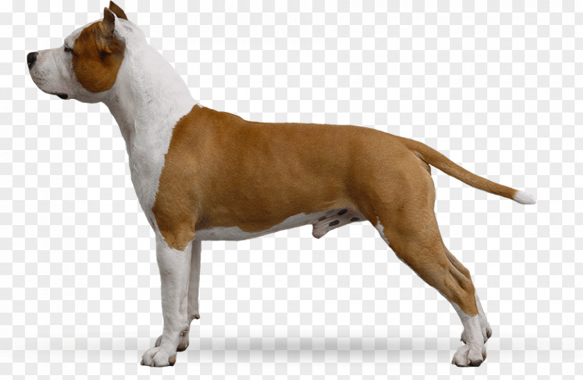 American Staffordshire Terrier Bull And Pit Old English PNG