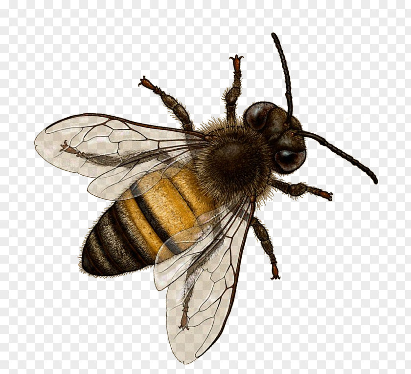 Bee Honey Insect Bombus Terrestris Hornet PNG
