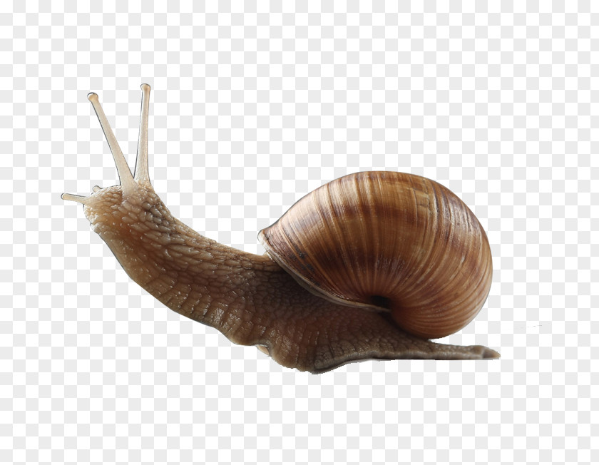 He Climbed Out Of The Shell A Snail Orthogastropoda Caracol Seashell PNG