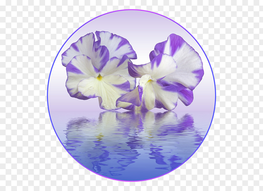 Pansy Violet Lilac Purple Flower PNG