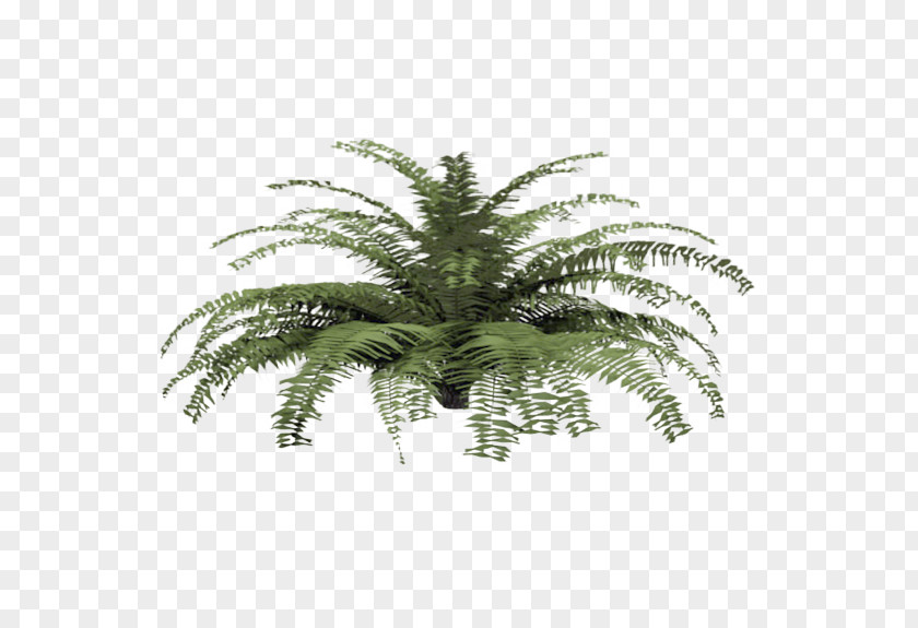 Plant Fern Tree Shrub Material PNG