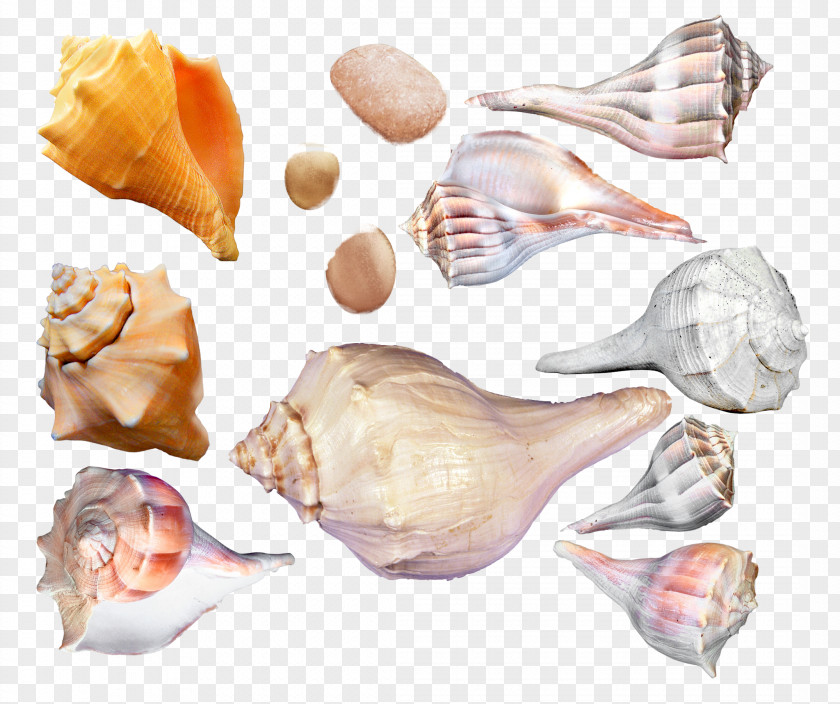 Seashell Cockle Sea Snail Conchology PNG