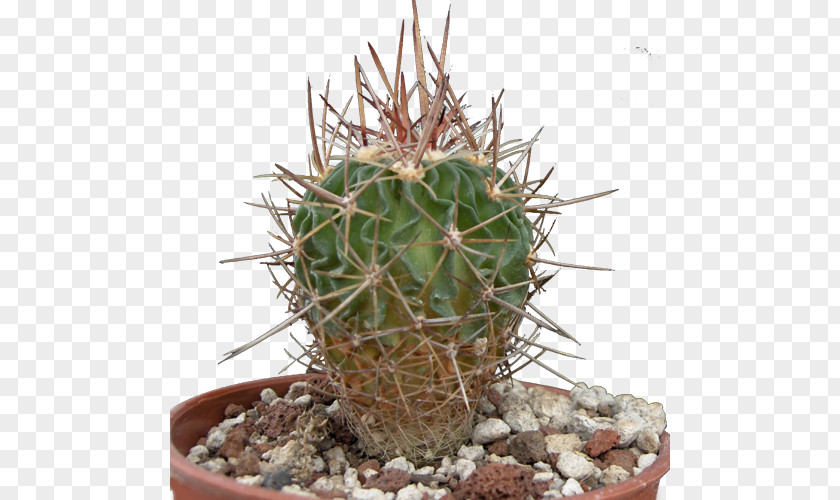 Cactaceae San Pedro Cactus Triangle Prickly Pear Flowerpot PNG