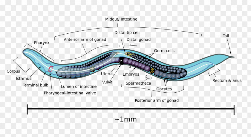 Eel OpenWorm Brain Roundworms PNG