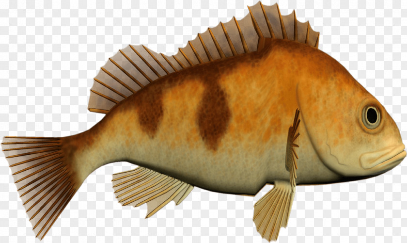 Fish Cod Clip Art PNG