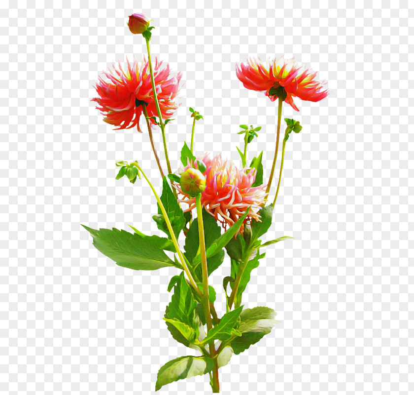 Floral Design PNG