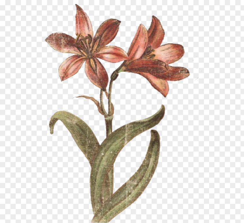 Flower Plant Stem Amaryllis PNG