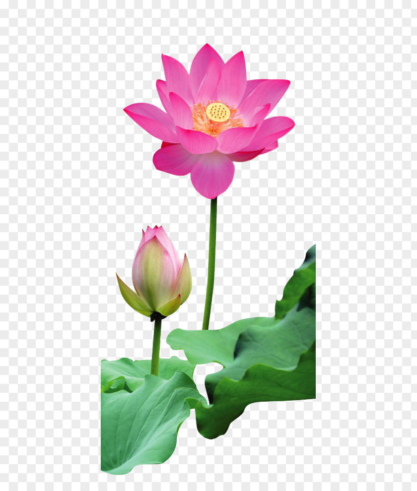 Free Buckle Lotus Picture Material Rulaizong Pure Land Buddhism Zen Dharma PNG