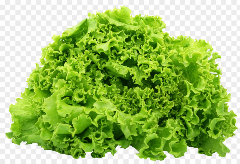 Green Lettuce Butterhead Romaine Vegetarian Cuisine Salad Vegetable PNG