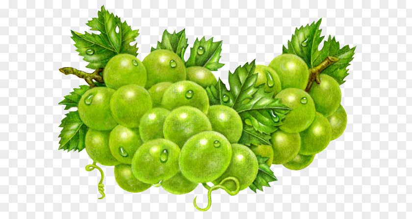 Hand-painted Fresh Grapes Common Grape Vine Sultana Gooseberry Clip Art PNG