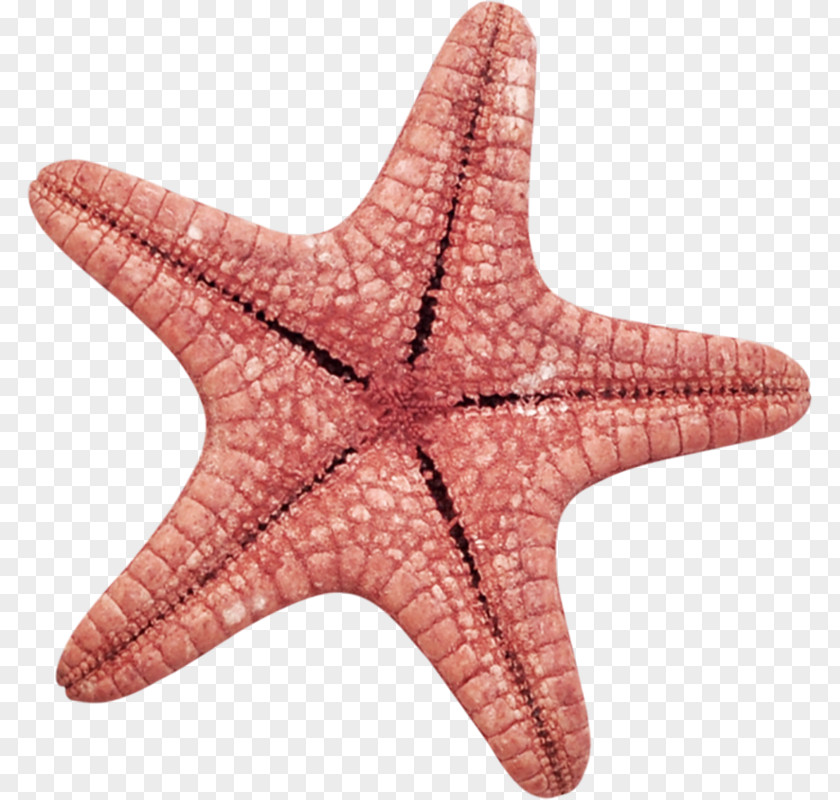 Ocean Starfish Cartoon RGB Color Model PNG