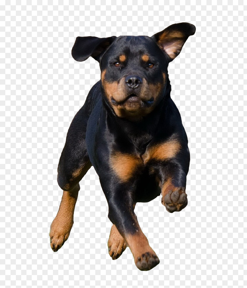 Snout Pinscher Dog Rottweiler Miniature PNG