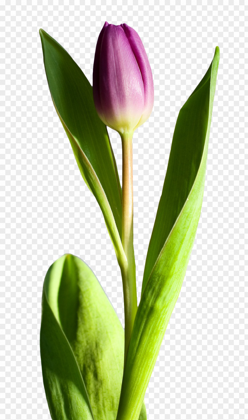 Tulip Flower PNG