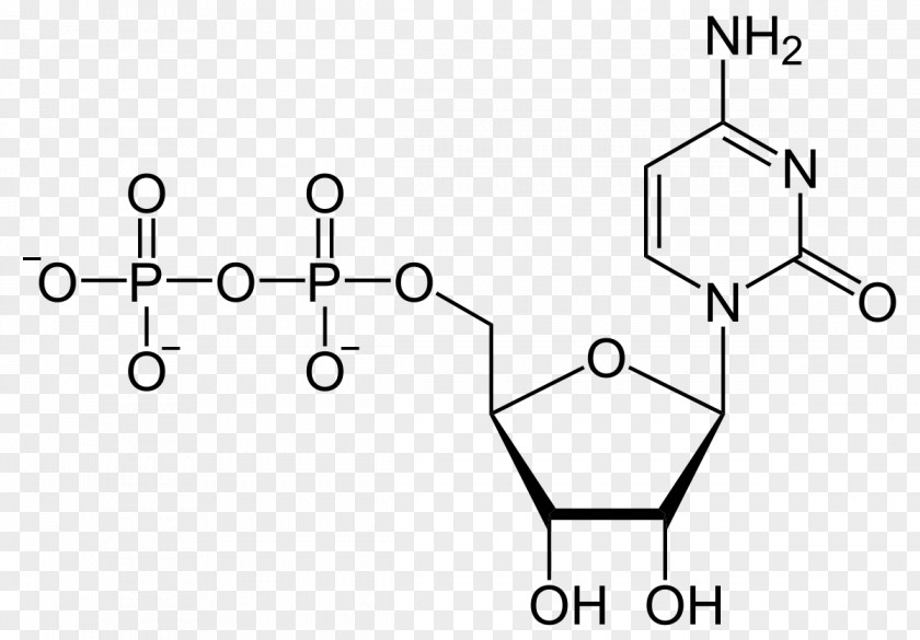 Uridine Monophosphate Diphosphate Triphosphate Adenosine PNG