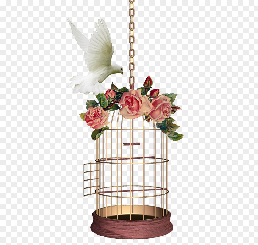 Bird Birdcage Domestic Pigeon Canary PNG