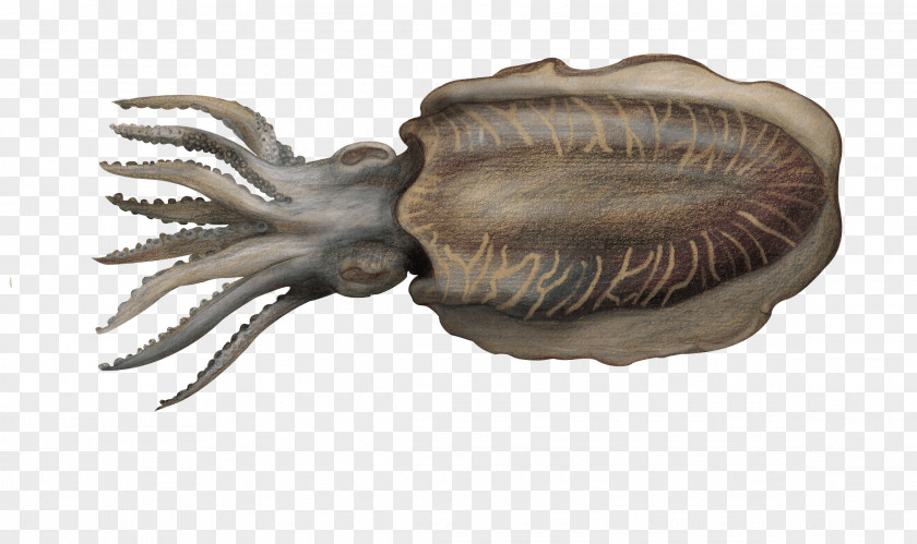 Cuttlefish Stamp Dog Cockle Common North Sea Cuttlefishes Seiche PNG