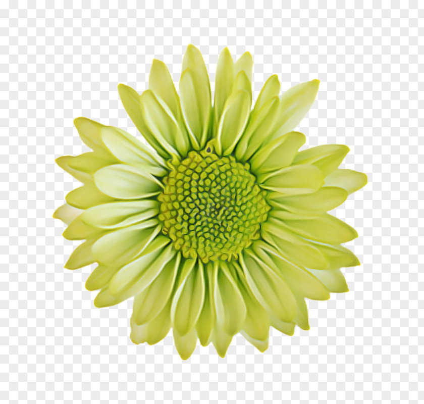 Daisy Family Pollen Flowers Background PNG