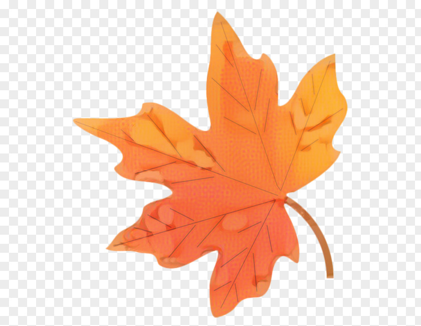 Flower Deciduous Red Maple Tree PNG