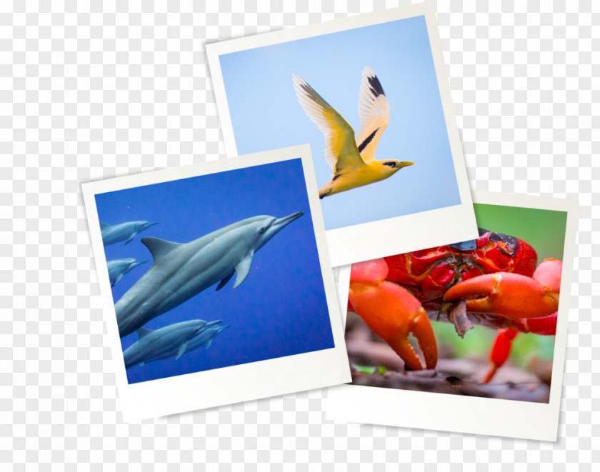 Local Attractions Photographic Paper Picture Frames Fish Photography PNG