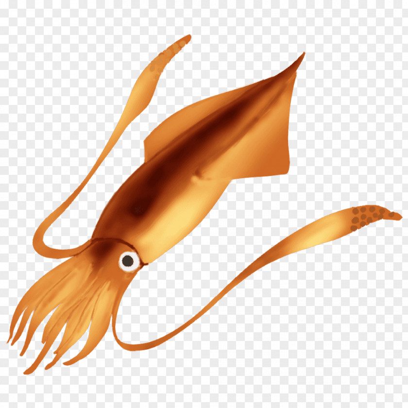 Menu Squid Illustration Ikameshi Heterololigo Sashimi PNG