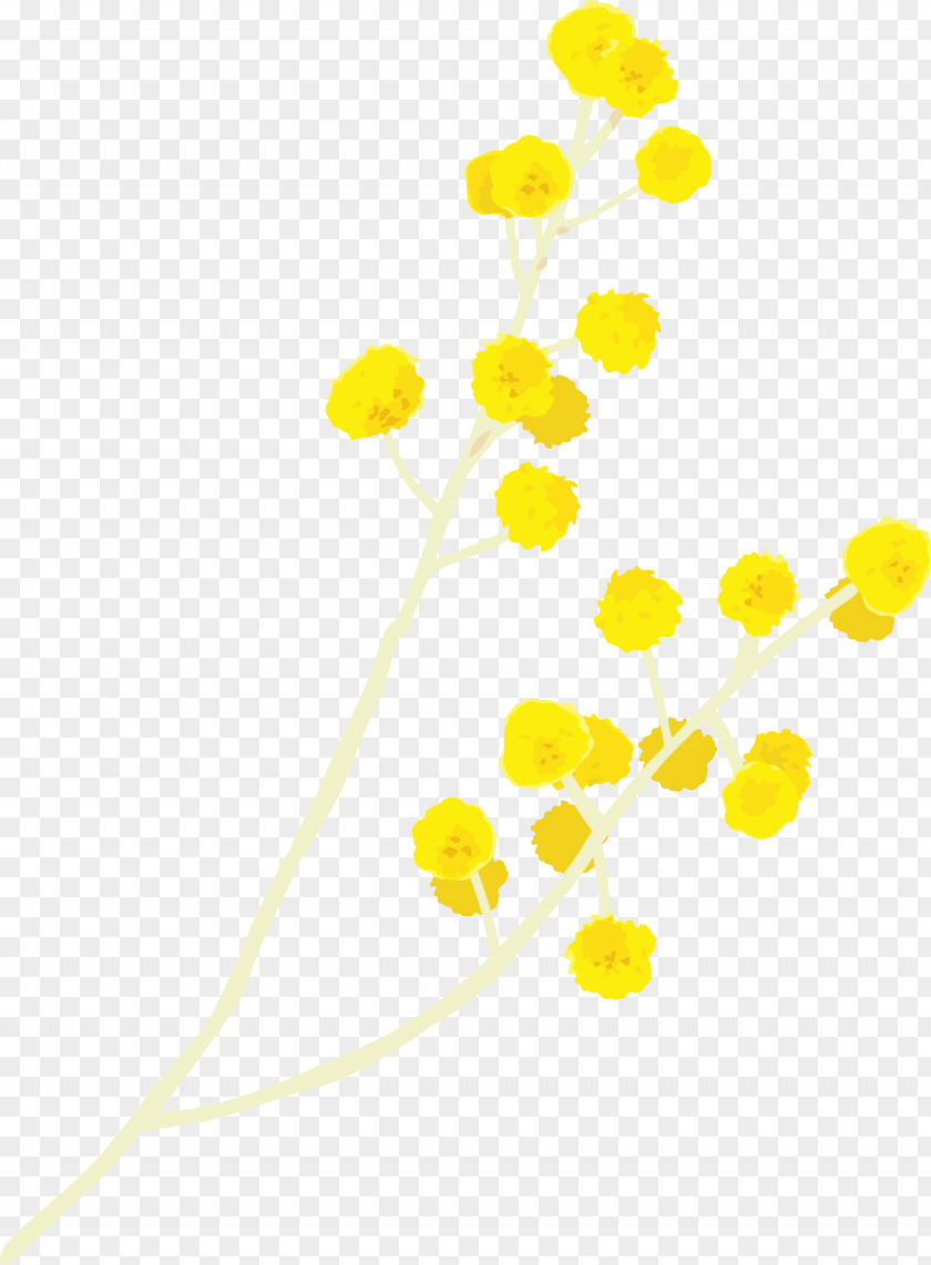Yellow Flower Plant Chamomile Pedicel PNG