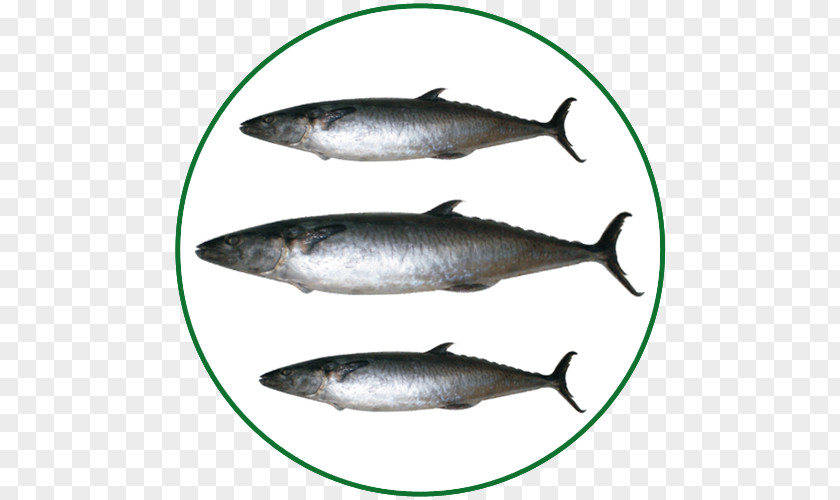 Fish Sardine Pacific Saury Salmon Mackerel Products PNG