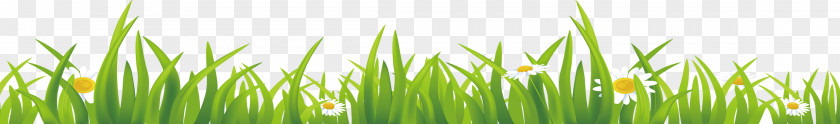 Grass Vetiver Download Wheatgrass Wallpaper PNG
