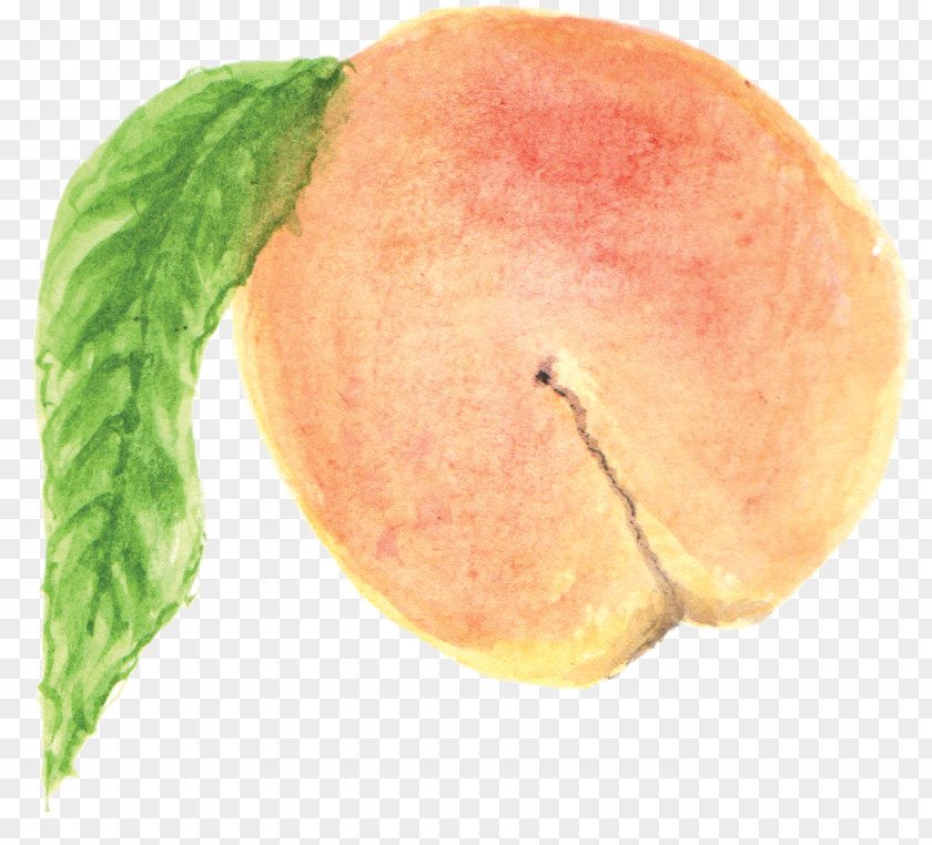 Peach Crumble English Watercolour Painting Clip Art PNG