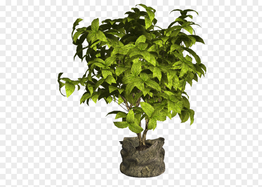 Tree Flowerpot Ornamental Plant Houseplant PNG