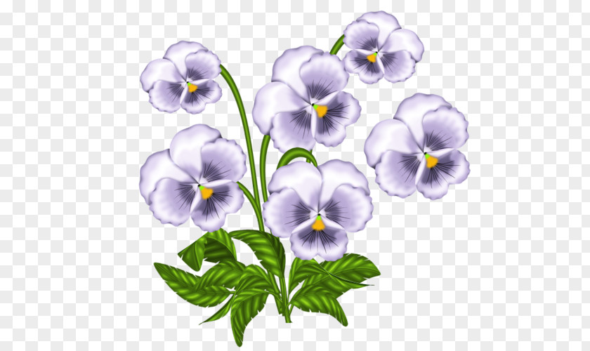African Violets Pansy Clip Art PNG