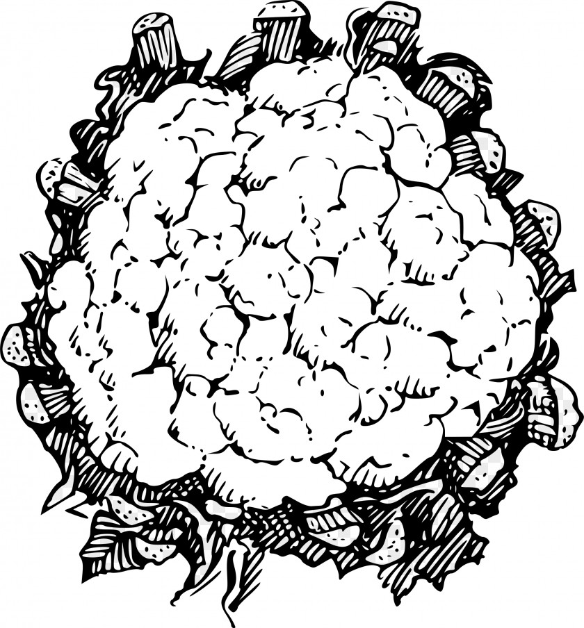 Cauliflower Line Art Vegetable Clip PNG