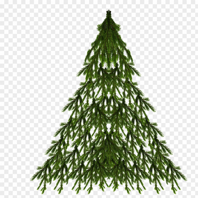 Christmas Tree Spruce New Year Day PNG