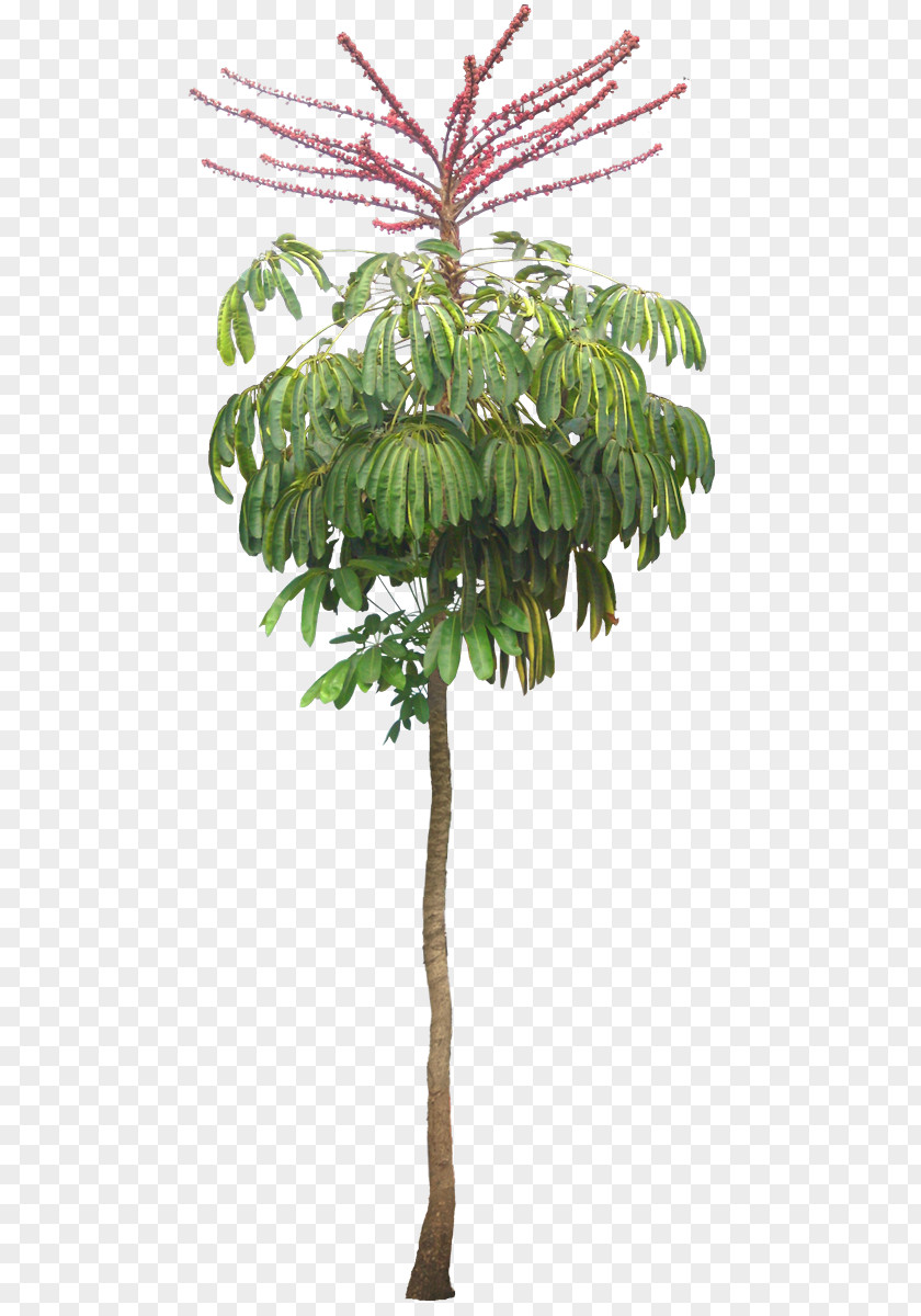 Exotic Schefflera Actinophylla Arboricola Tree Houseplant PNG