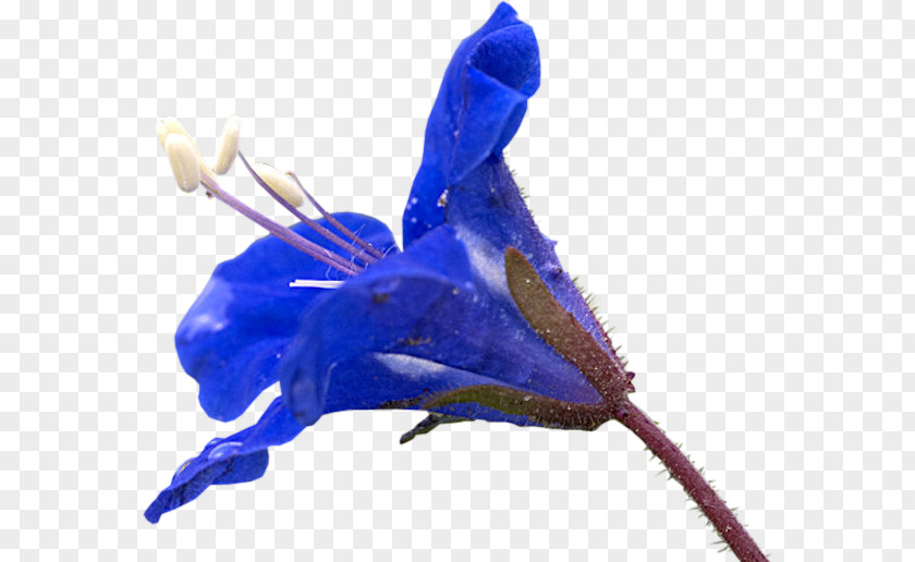 Flower PNG