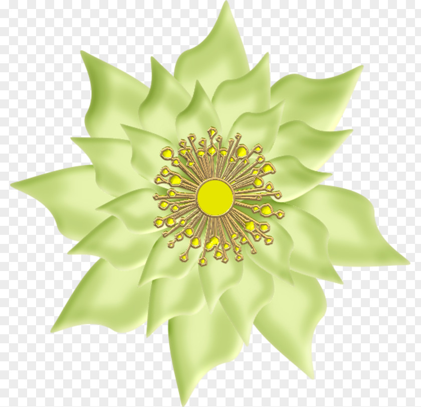 Symmetry Flowering Plant PNG